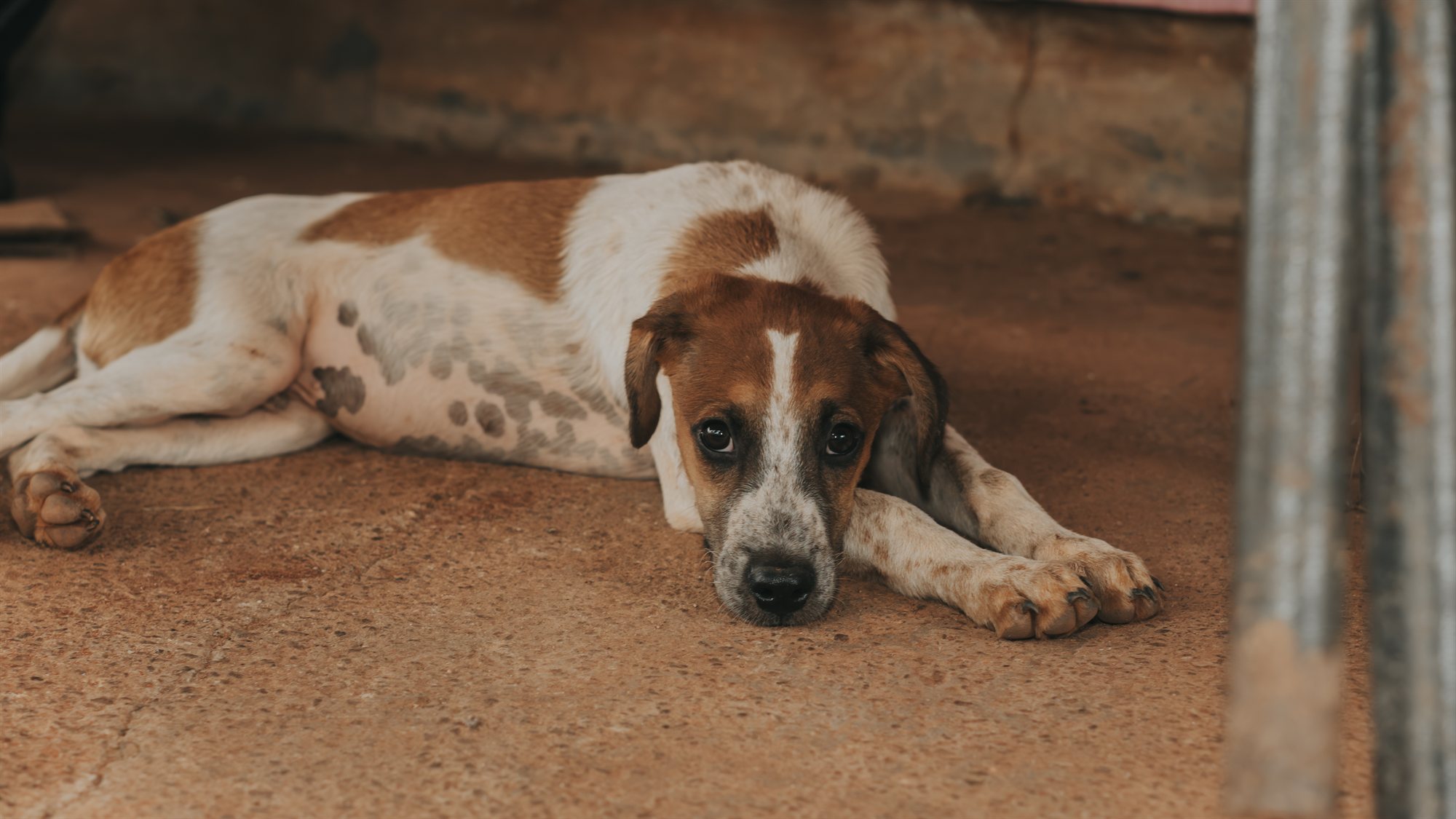 Cachorro deitado no chão olhando para a câmera